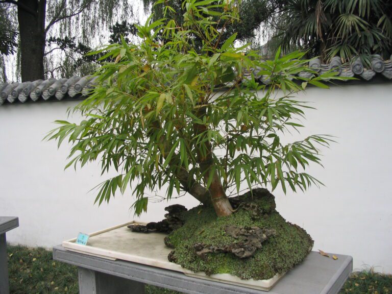 Bambu_bonsai