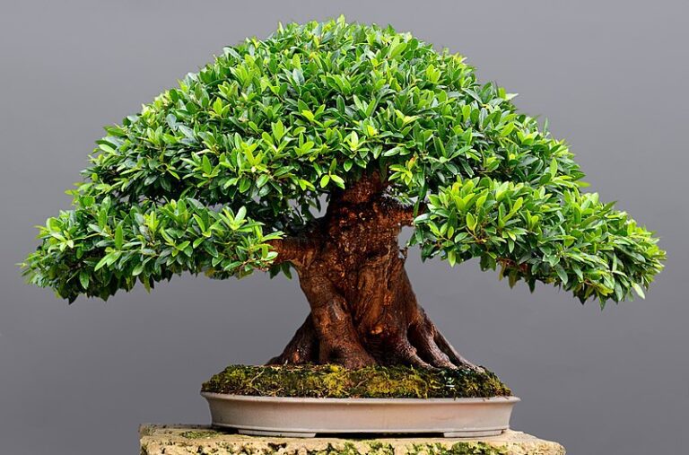 Ficus_Bonsai