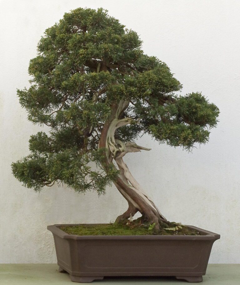 Juniperus_chinensis_bonsai