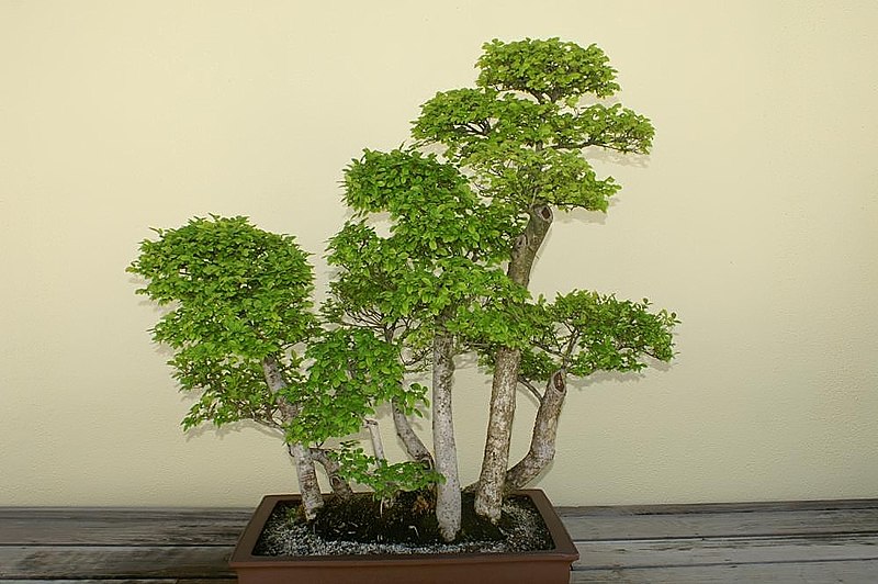 Ulmus_parvifolia