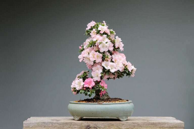 azalea-bonsai