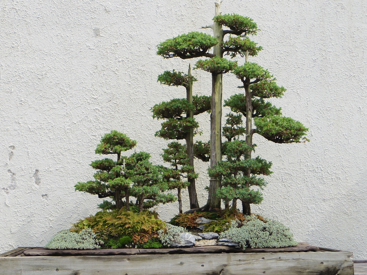 tipos de arboles bonsai