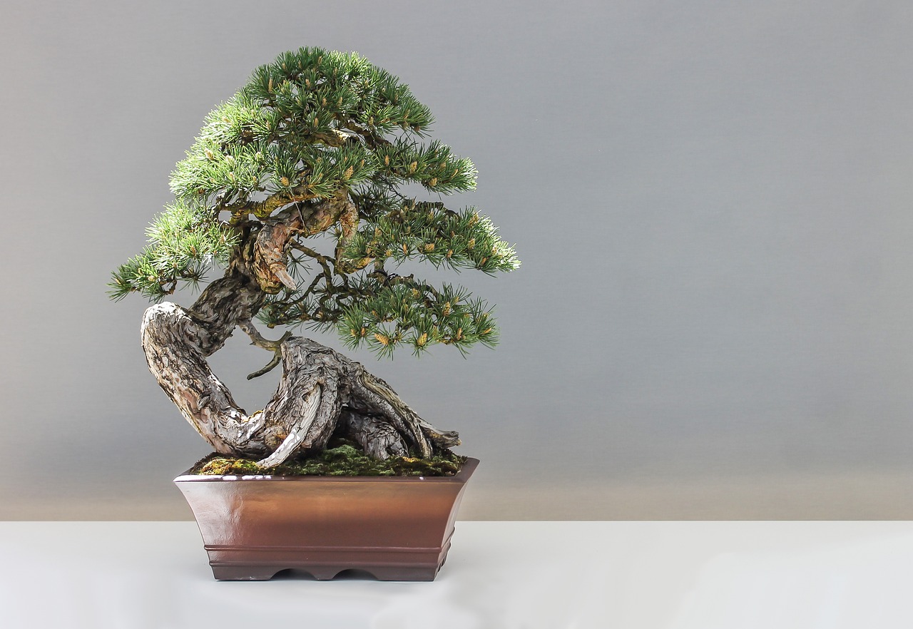 bonsai-arte