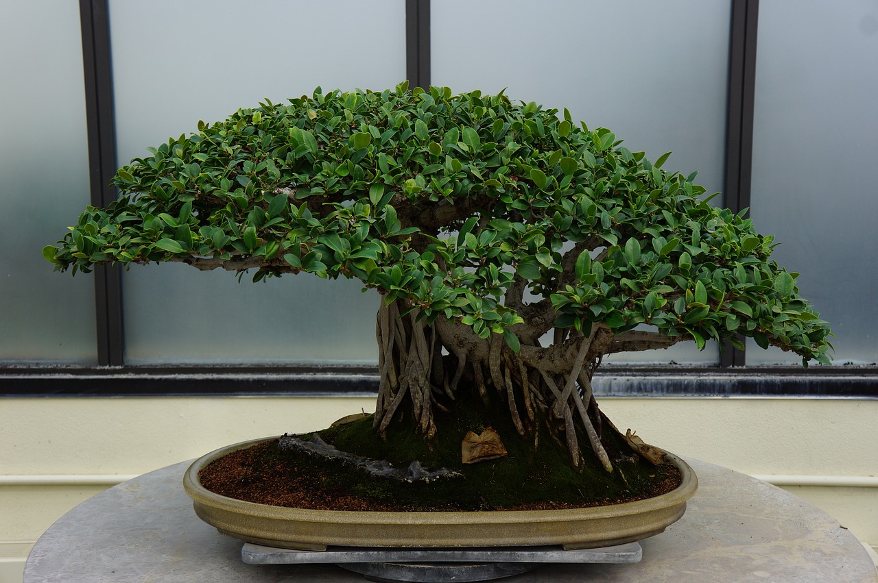 bonsai-carmona