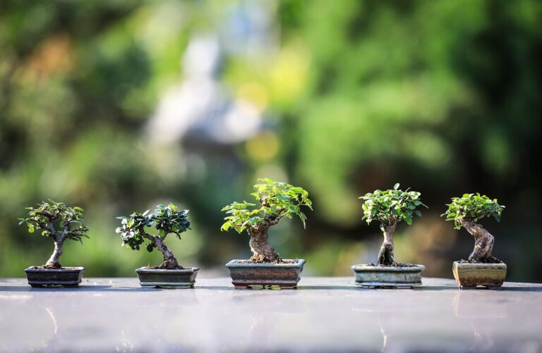 bonsai-estilos-japoneses