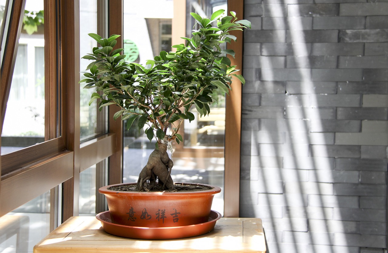 bonsai-invierno