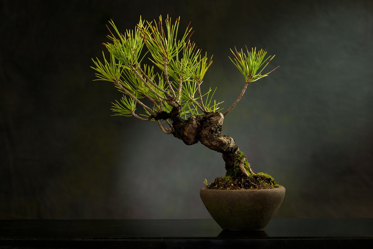 bonsai-principiantes