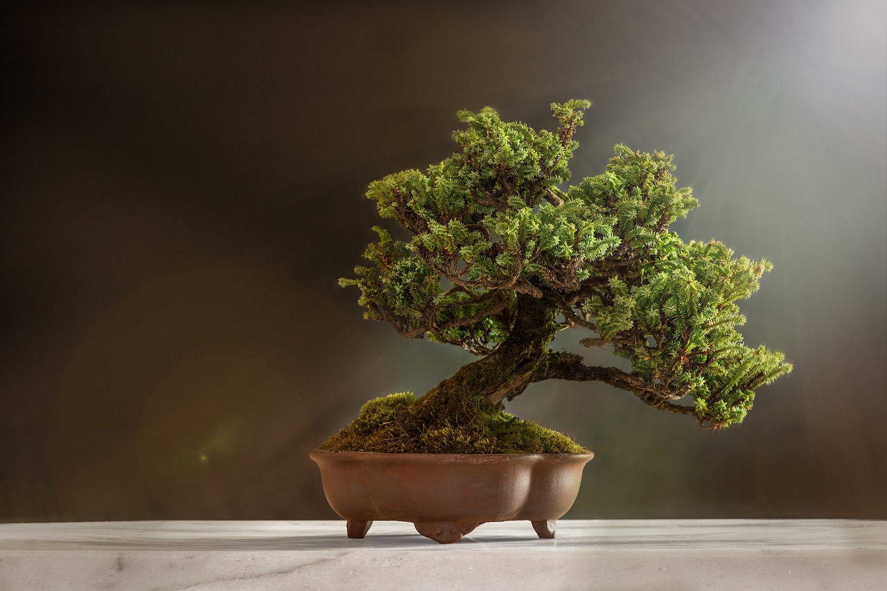 bonsai-semillas