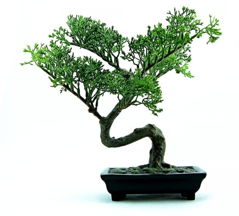 como-hacer-bonsai