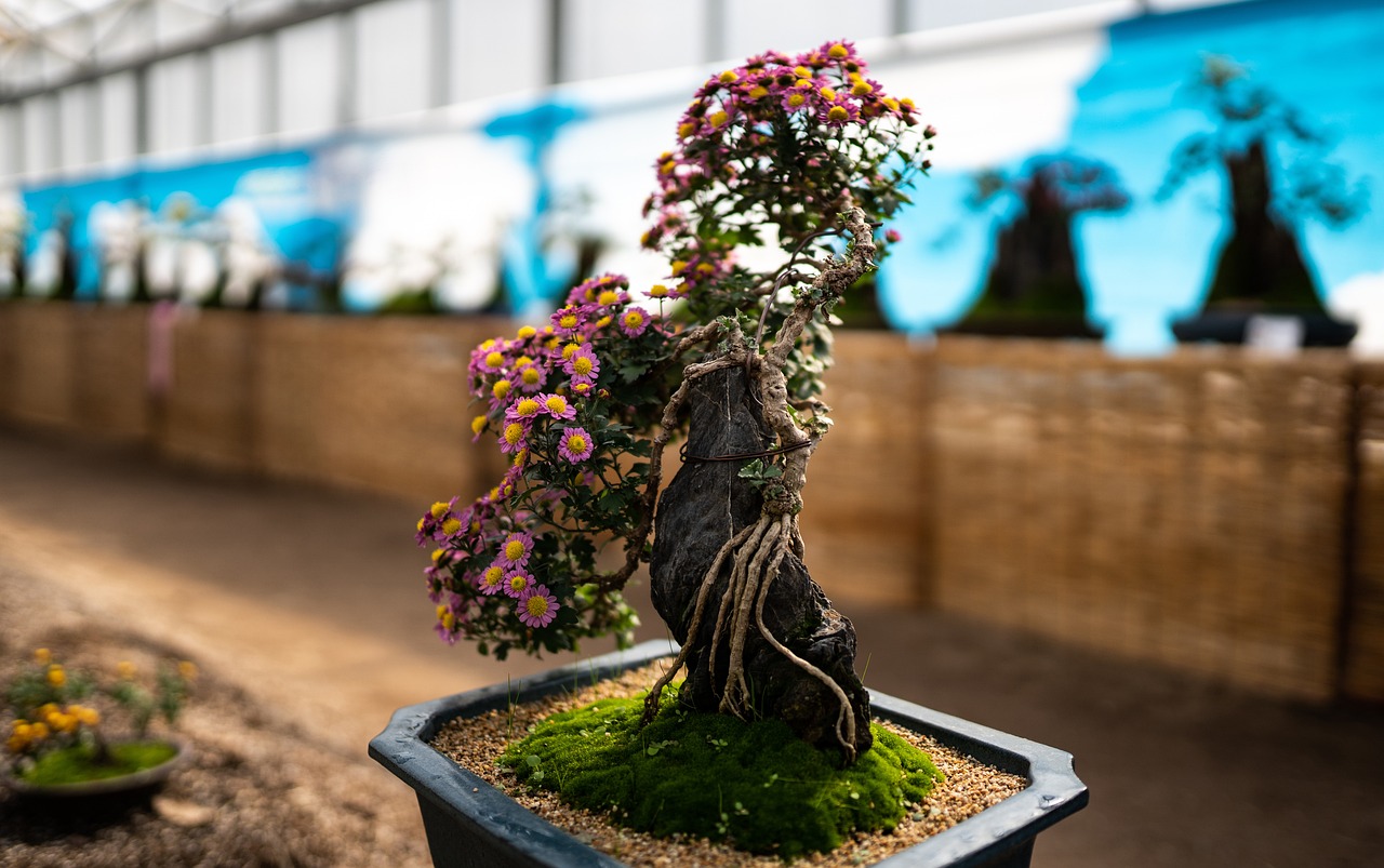 bonsai crisantemo