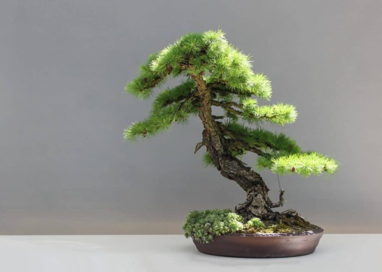 madera-muerta-bonsai