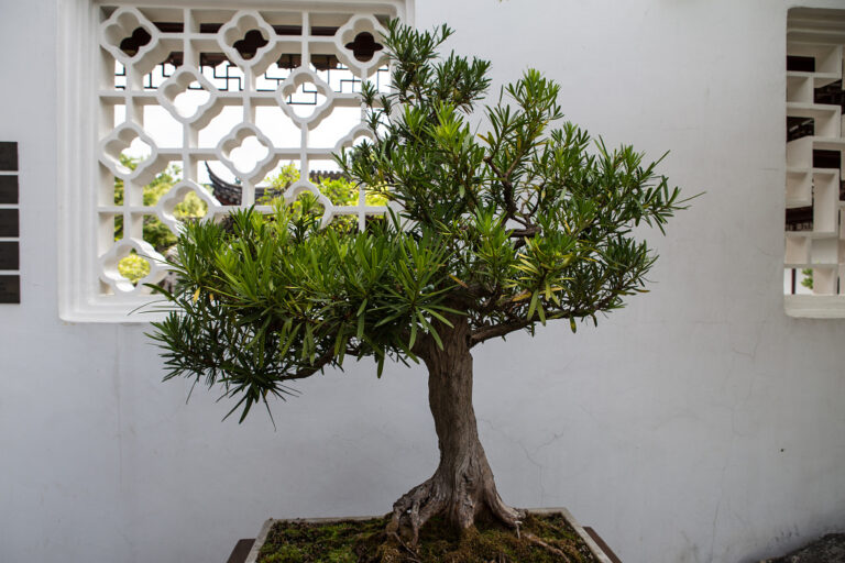 podocarpus-bonsai