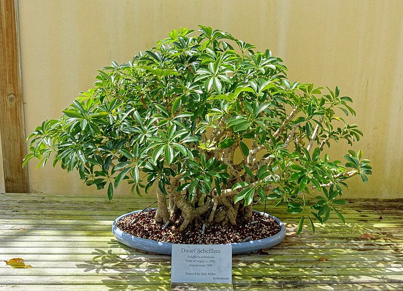 Guía de Cuidados para el Bonsái Schefflera Arboricola - bonsaionline.net