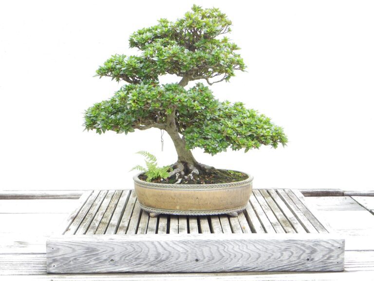 tanuki-bonsai