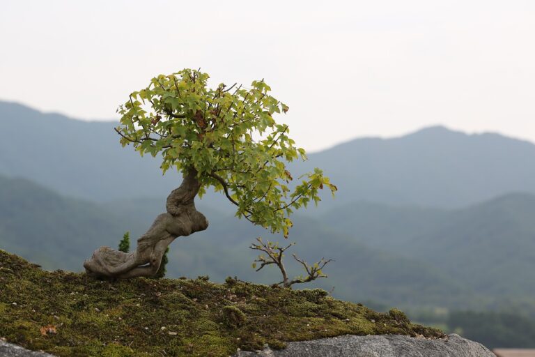 yamadori-bonsai